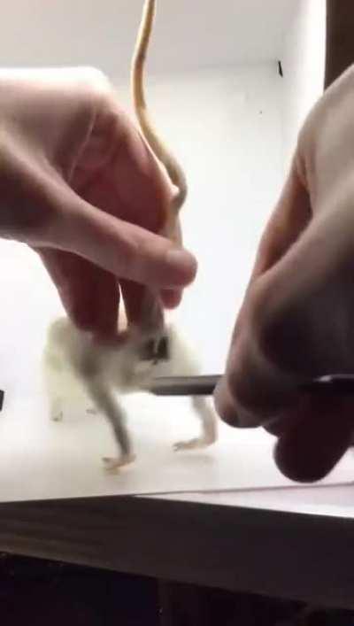 Using rat booty to sharpen a pencil