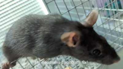 Smol addict turns to a life of crime. Sad, but cute...