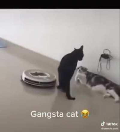 Not today roomba..I’m busy