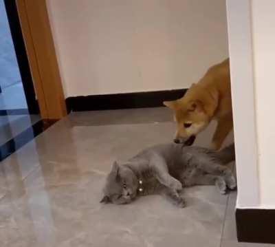 This dog looking to make sure the coast is clear before doing this.