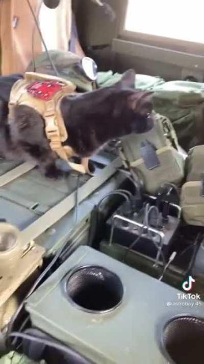 Army Cat