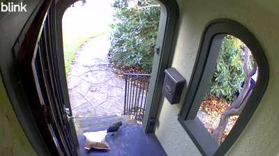 Package thief