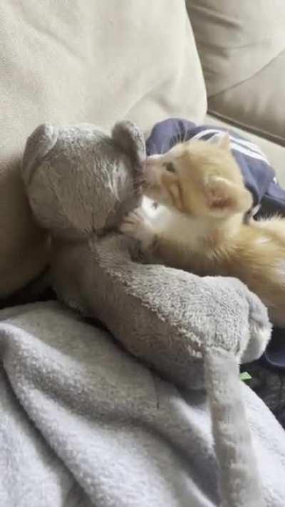 Felt bad my solo foster didn’t have a friend, so I gave them one of my stuffed cats and…