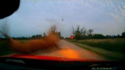 Flying deer goes for a morning swim [Canada]