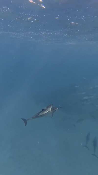 Baby dolphin gets the zoomies