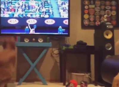 there are 2 types of dogs