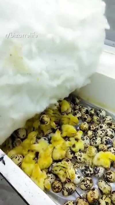 Someone help the one hanging