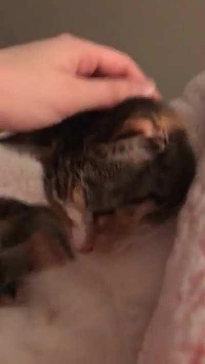 Head scratch teefies