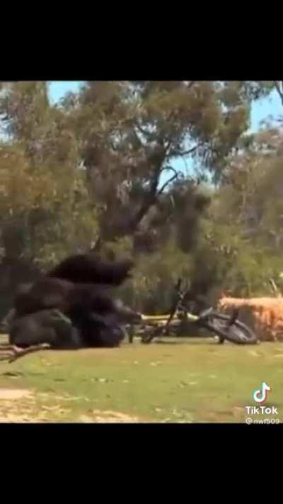 Calma muquinha vamos te dar outro carro pra vc bater