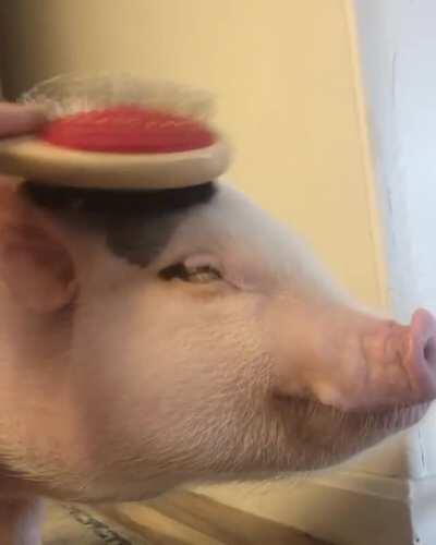 When you've been a good pig and earned some brushes