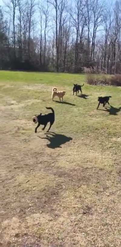 O barulho que ele fez ao bater no carro kkkkk