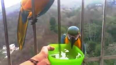 Guacamayas en la página principal