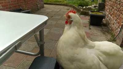 I sit down for my morning coffee and they all come running