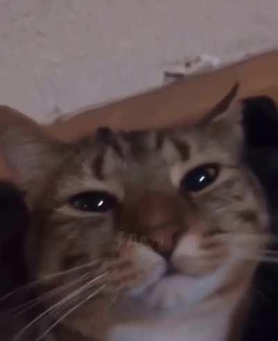 Счётчик Гейгера