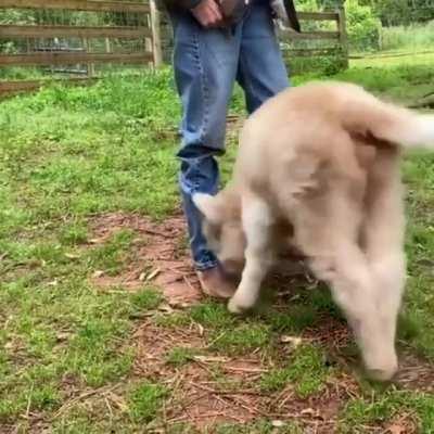 Grass puppy in a good MOOd