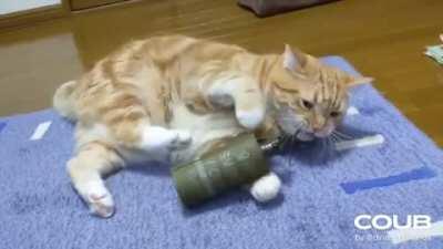 I feel like this cat knows it’s screwed up.