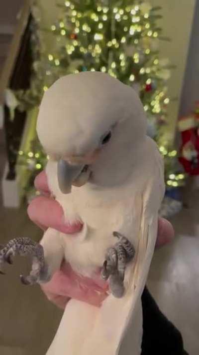 Caught unwrapping gifts under the tree (lulu_cockatoo on IG)
