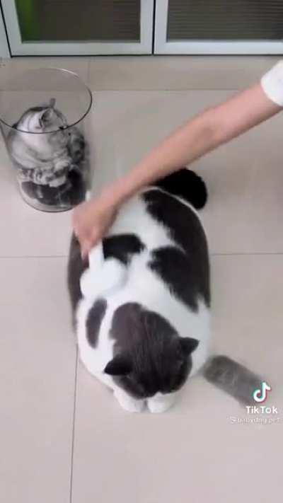 That’s a lot of cat hair, what can I say😂