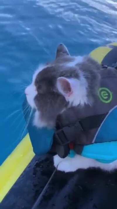 Lake cat.