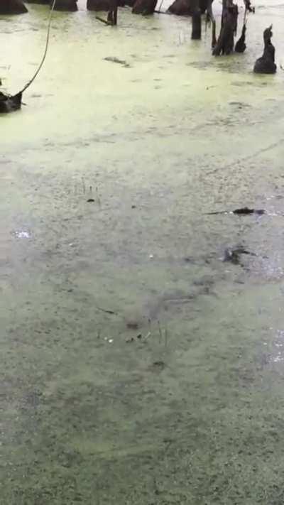 🔥 Baby gator thinks laser pointer is a snack