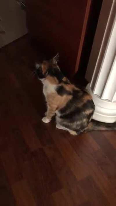 Small squeak, shameful yawn and trills