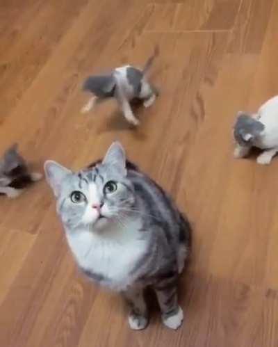 Little kittens playing with their mama's tail.