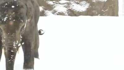 Portland got the most snow it's had in 37 years.This elephant is legitimately smiling.