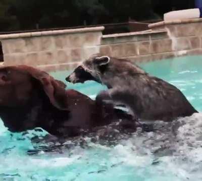 Frightened raccoon gets on swimming pooch's back