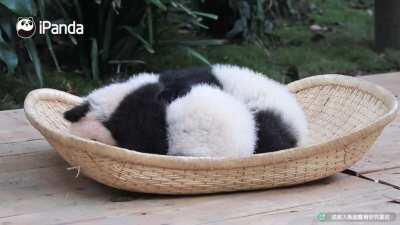 A panda a day keeps the sorrow away