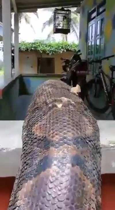 The local fauna around the house