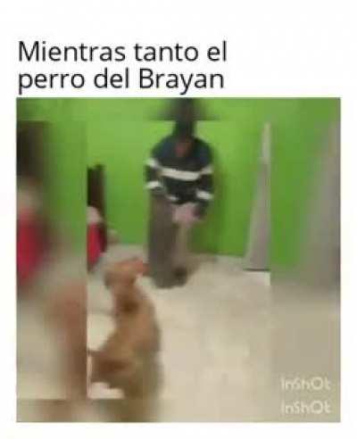 Típico perro de LATAM