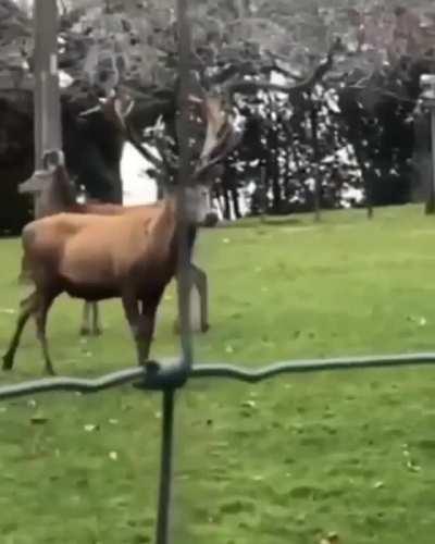 Hungry deer munching on a rabbit