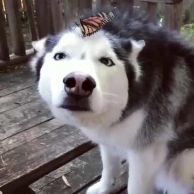 First meet with butterfly