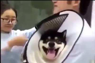 I dont think doggo was ready