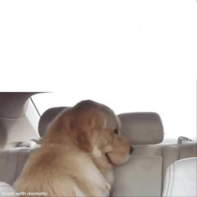 Dog turning head template