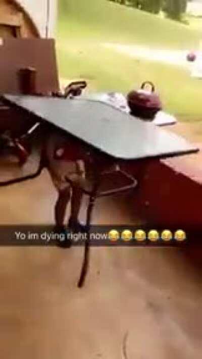 The laws of gravity are not kind to him caw caw.