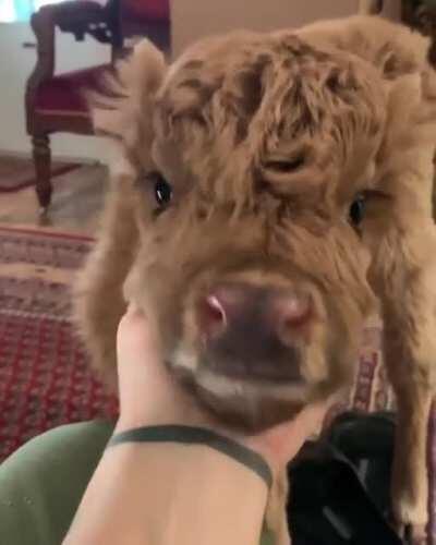 furry baby cow 🐮