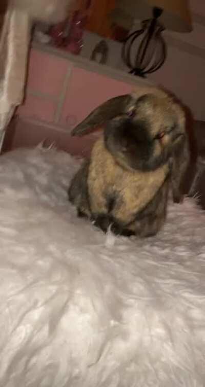 Last night I took this video of Romeo and I can't believe he's actually real