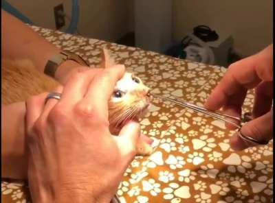 a botfly larve being pulled out from the nose of a cat