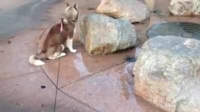 Husky sits in the wrong spot.