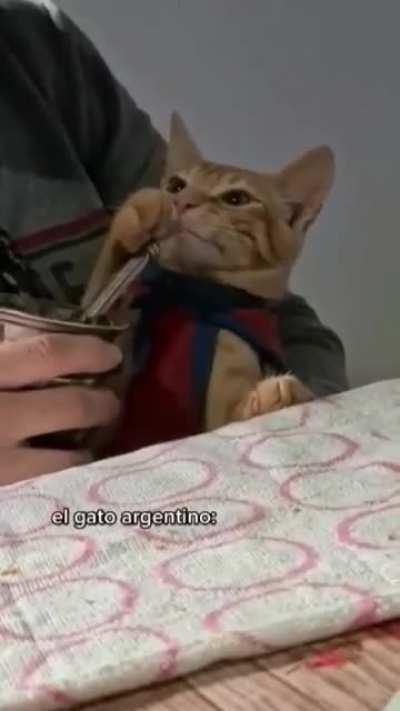 Michi matero? michi matero