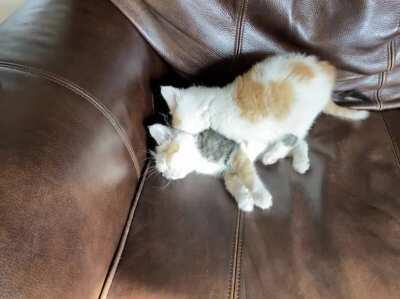 This is why you interrogate first! Now we’ll never find ze microfilm!!!