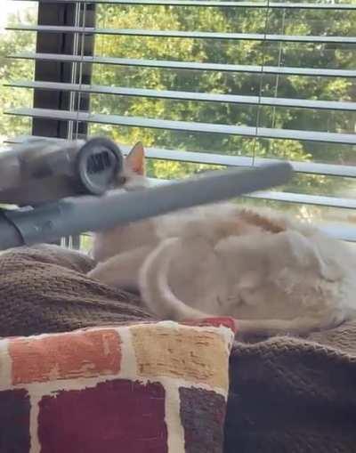 Is my chonk the only one that likes to be vacuumed?