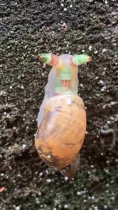 🔥 That snail is infested with Leucochloridium larvae. It's called aggressive mimicry. The larvae are imitating the movements of a caterpillar to lure in its next host.