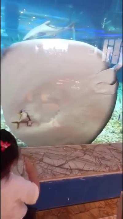 Guess I'm a lollypop now