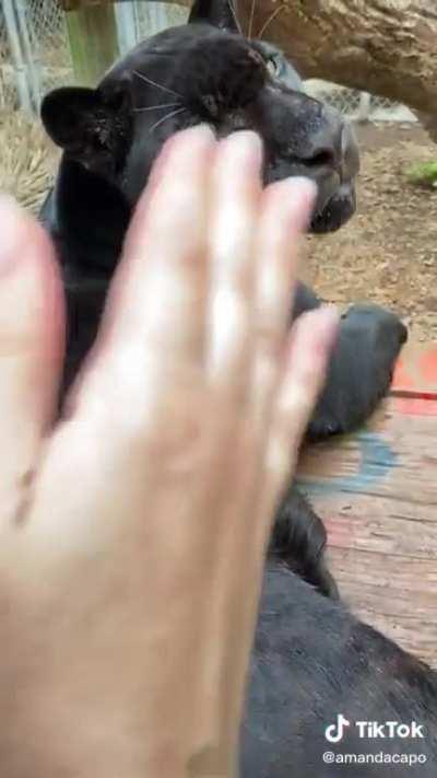 Big cats can be played like bongos too.