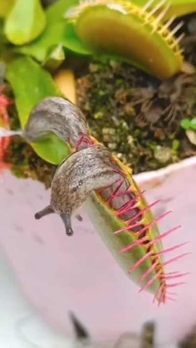 Slug VS Venus Flytrap