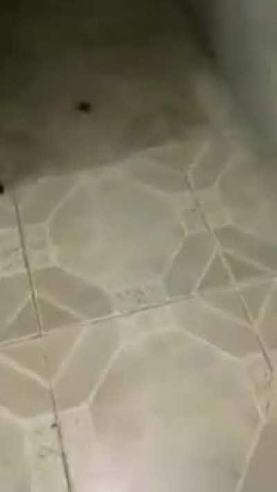 Spooder, the unpoisonable 