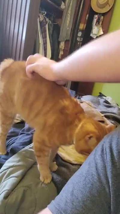 More of Old Man Bob asking for pets.