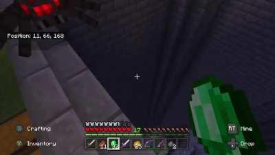 Spider gets impaled by bamboo